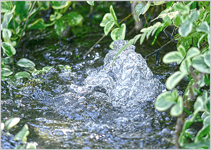 湧水で育つ「こしひかり」