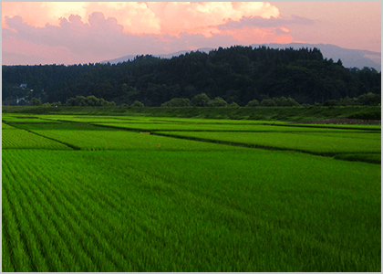 県が指定する栽培最適地